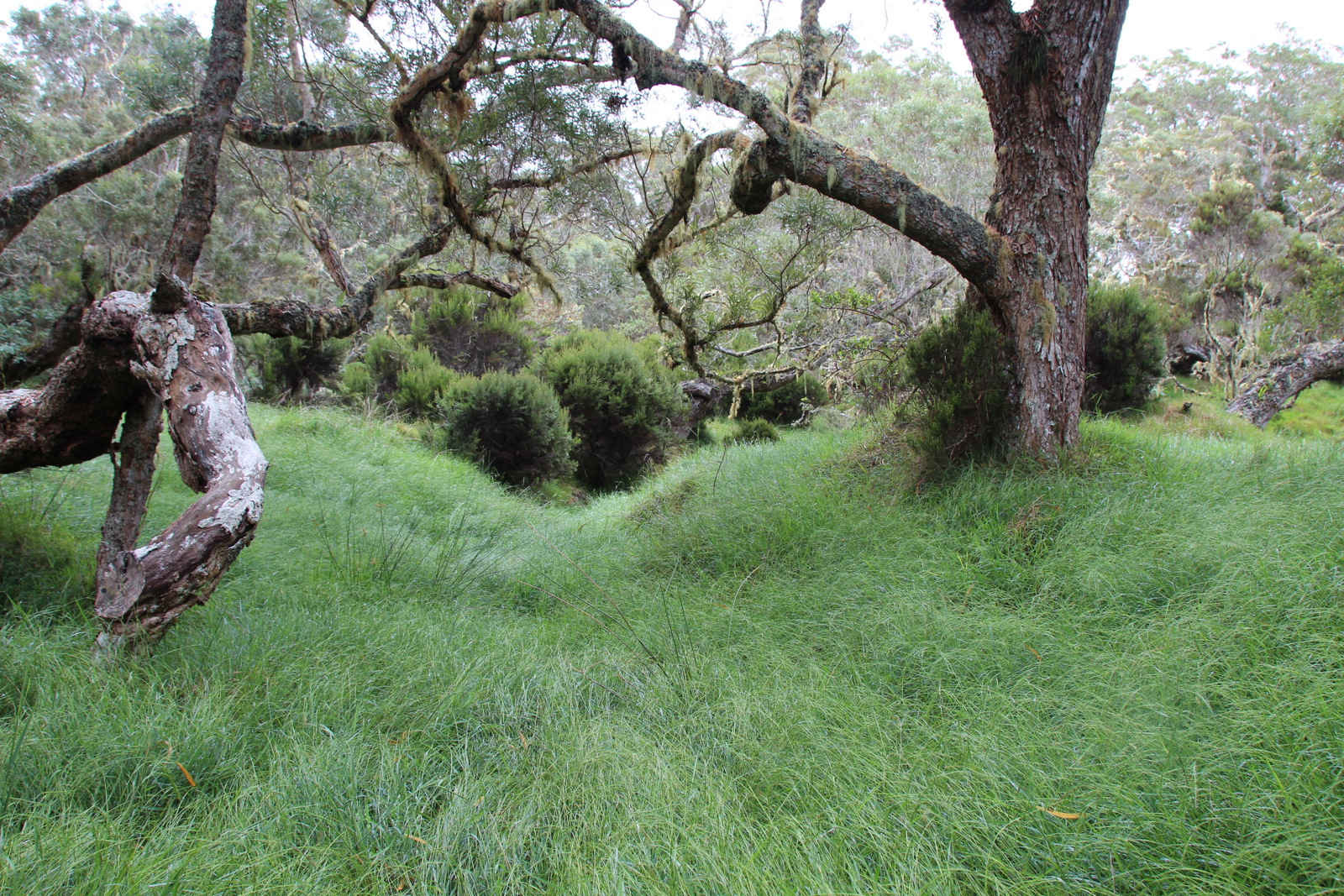 La clairière des Faunes