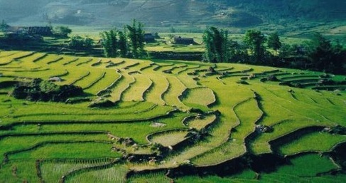 rizieres.jpg